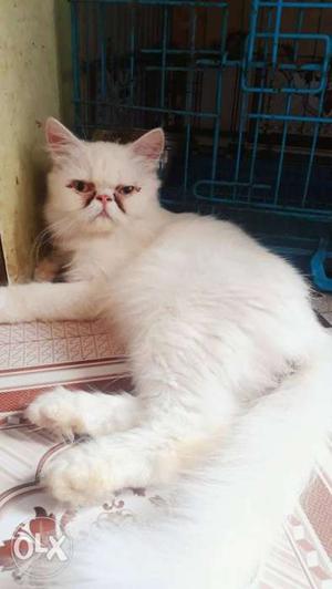 Punch face female 14month white colour