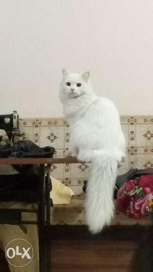 Pure Persian white cat (toilet trained) NO BARGAINING
