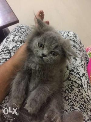 Pure breed persoan doll face kitten for sale Its