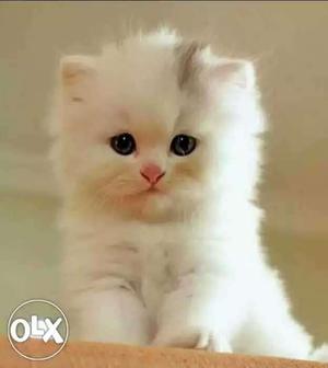 Pure breed white persian kitten