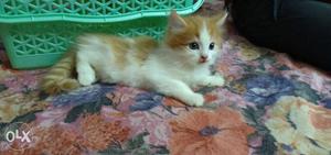 Pure persian breed kitten available for sell