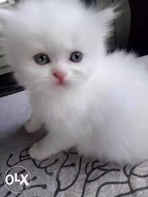 Pure snow white persian kitten avalabal,,51 days