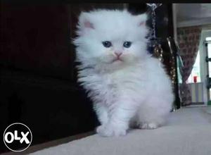 Pure white persian kitten for sell only 1 kitten