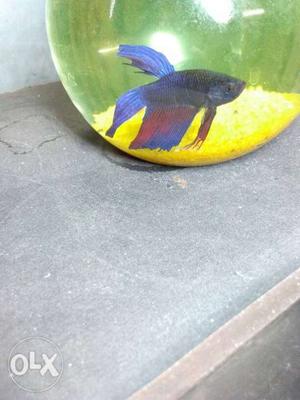 Rainbow Betta fish.