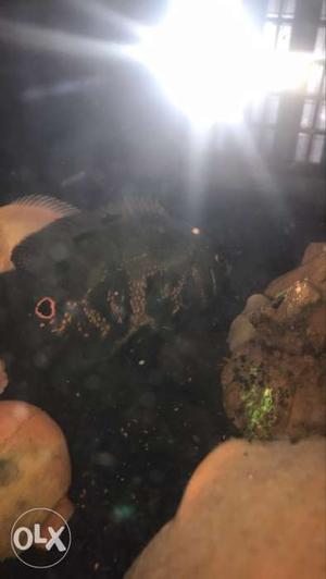 Red And Black Cichlid 5inch