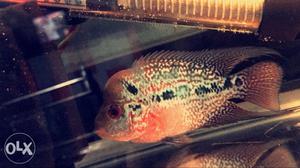 Red And Black Flowerhorn Cichlid