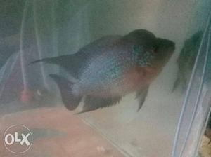 Red And Grey Flowerhorn Fish 4.5 inch