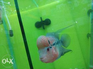 Red, Black, And Gray Flowerhorn Cichlid