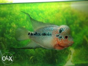 Red Dragon Male Flowerhorn fish very very active