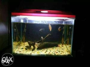 Red Framed Fish Tank(2x 1.5) ft