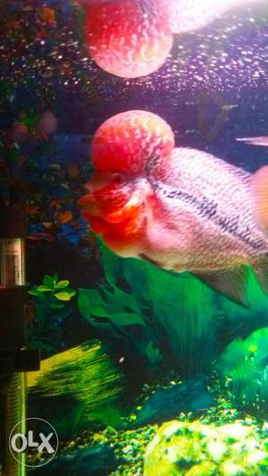 Red dragon imported Flowerhorn