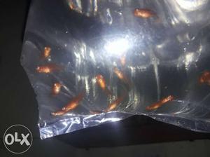 Red fancy platy fish all lot.