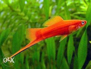 Red sword tail fish breeding pair