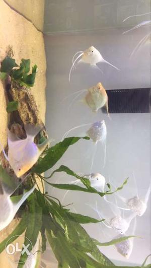 School Of White And Beige Pet Fish