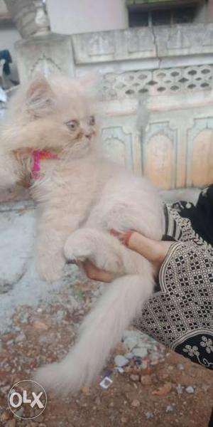 Semi Punch Persian Cat