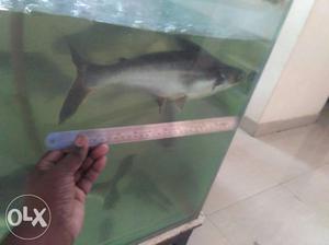 Shark for sale more than 30cm can see in the pic
