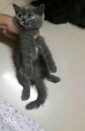 Short-fur Grey Kitten