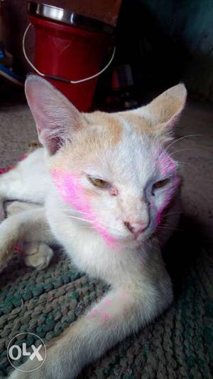 Short-fur White And Orange Tabby Cat