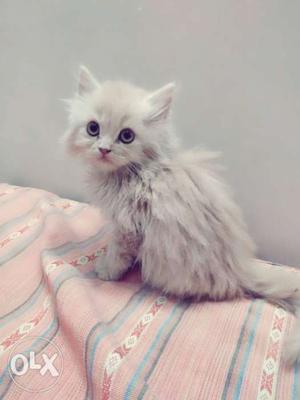 Short-fur White Kitten MALE