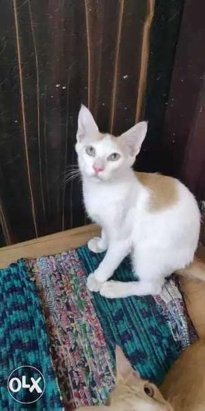 Short-haired White And Orange Cat