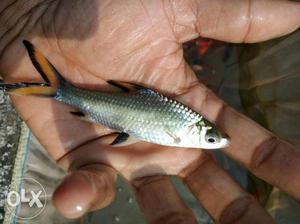 Silver Sha rk fish for sale 3.5 inch 200 per pair