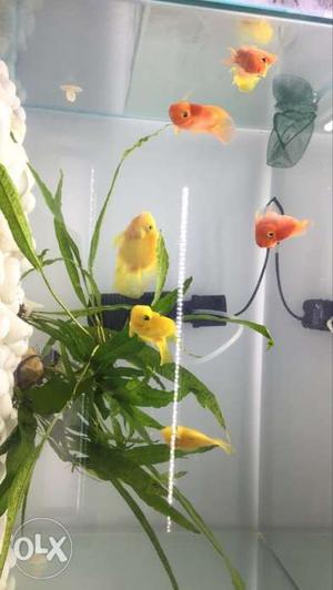 Six Orange And Yellow Fish