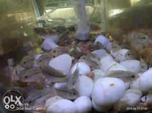 Srd flowerhorn babies now for sale at lower price