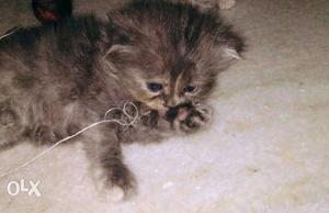 This Persian kittens is 50days old very healthy