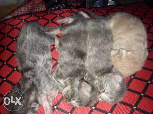 Three Gray And One Orange Kittens