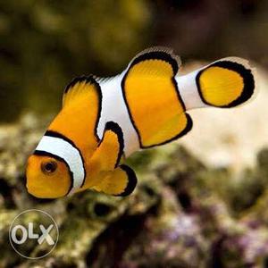 True percula clownfish 1inch - Salt water