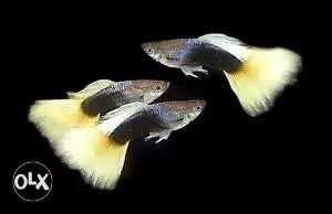 Tuxedos guppy pair 240 only call or WP