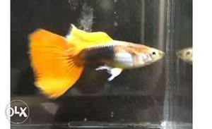 Tuxedos guppy pair for 240 only call or WP