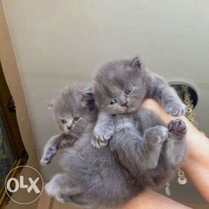 Two Gray Short-coated Kittens