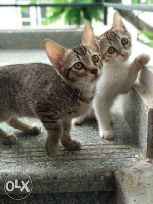 Two Grey Kittens