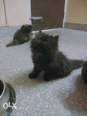 Two Long-fur Black Kittens