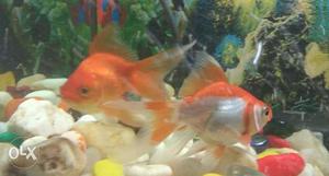 Two medium size goldfish male and female also