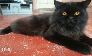 Very friendly and homely male parcian cat