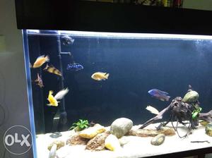 Want to sell 7 Chiclids(Fishes)