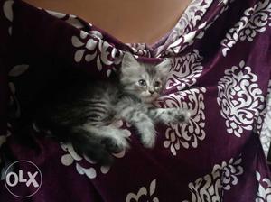 Want to sell my pure Persian female kitten 2 months old