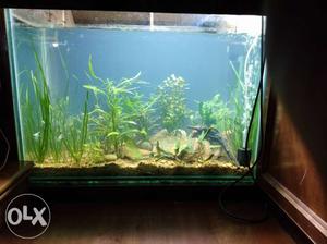 We set up planted aquarium in very cheap method