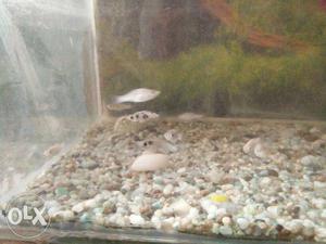 White And Black molly fish small size