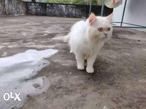 White Cat In Keekan