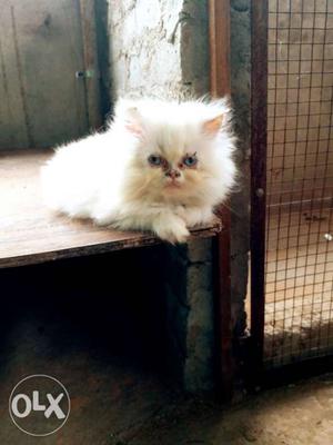 White Persian semi punch kittens available