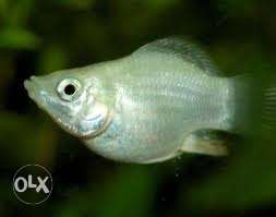 White moly fish for sale 5 pair