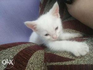 White percian cute hybrid cat