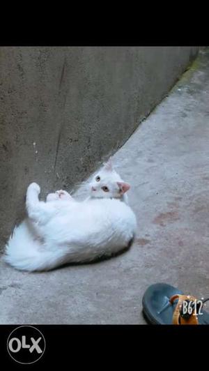 White persion cat