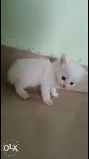 White persion kitten sale in low range...