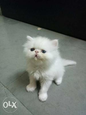 White punch kittens male female available 1 Grey