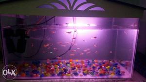  size 30 pair fishes, motar, light, top,