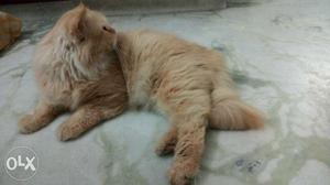 1.2yr old doll face Persian male cat